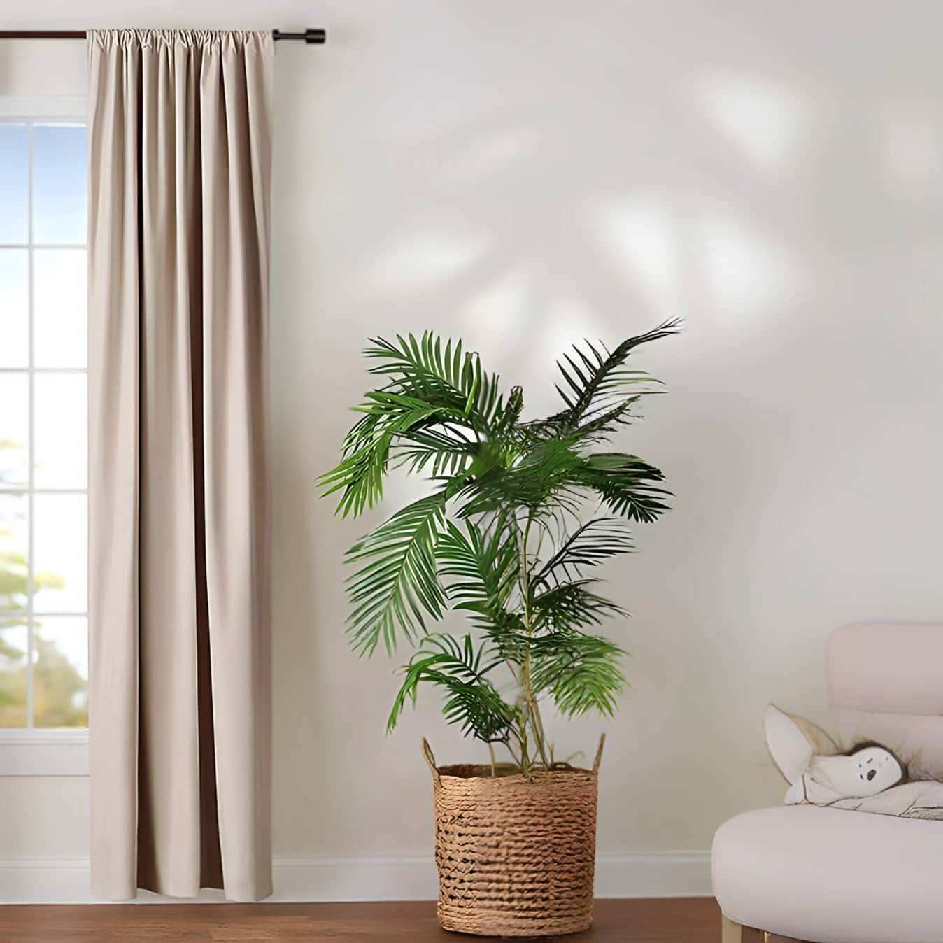 ستارة لون بيج - Baytuk