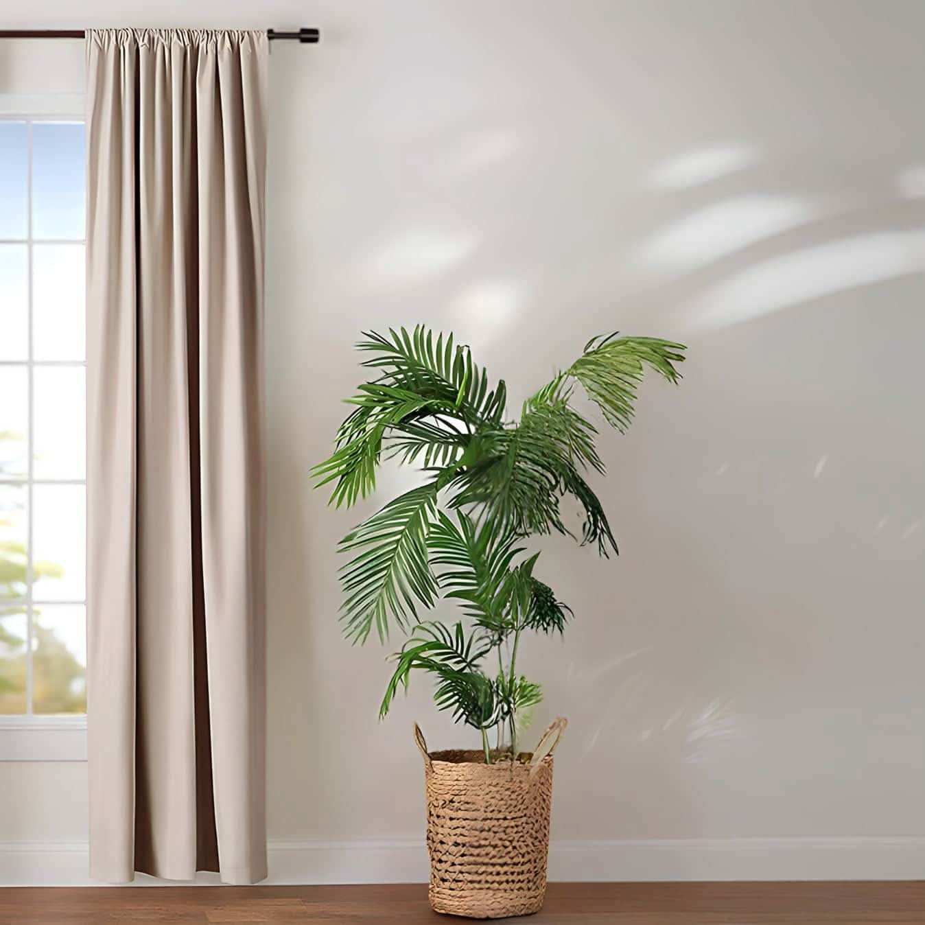 ستارة لون بيج - Baytuk